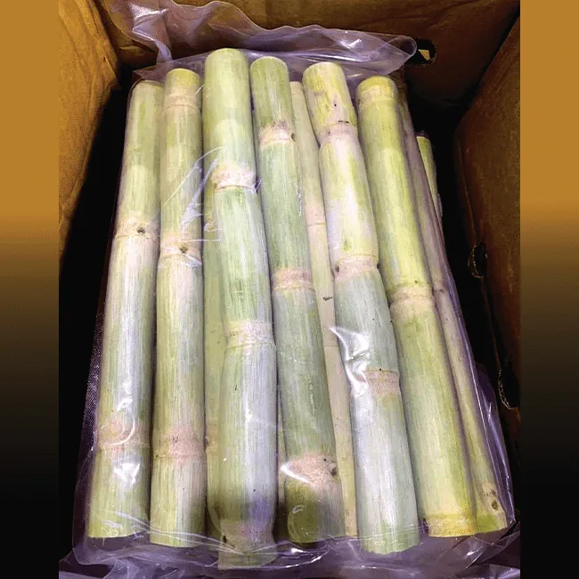 Sugarcane